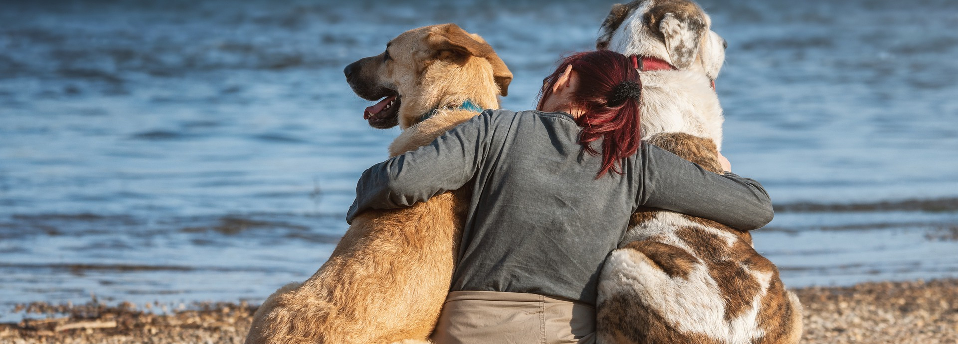 The House Sitters The Easiest Way To Find The Right Housesitter To 