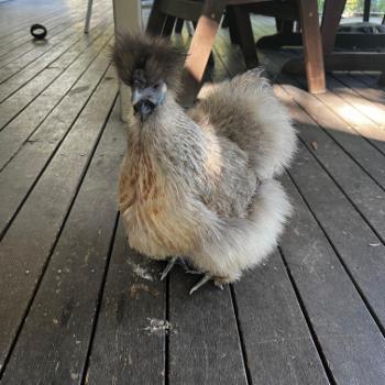 Mudgeeraba