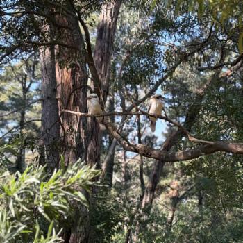 MOUNT EVELYN