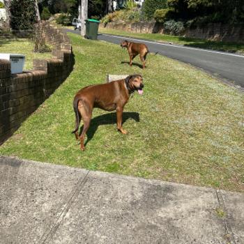 Corrimal 