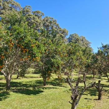 YUNGABURRA