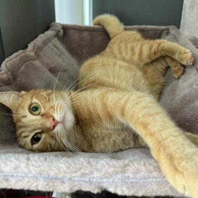 House sit in GEORGE TOWN Northern