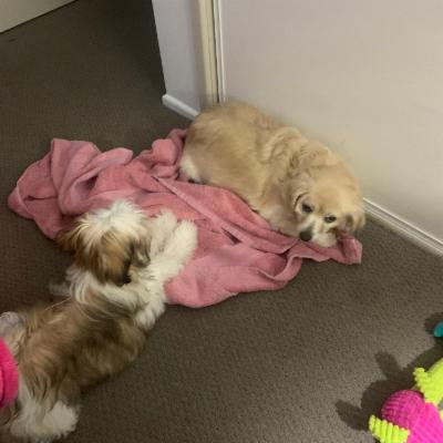 House sit in LABRADOR Gold Coast