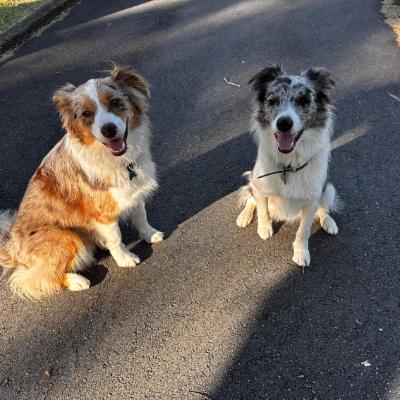 House sit in Fairfield Brisbane