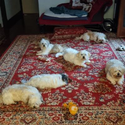 House sit in ROCKINGHAM Perth