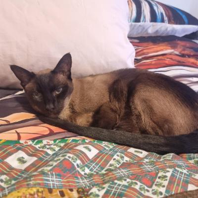 House sit in LAKE HAVEN  Sydney