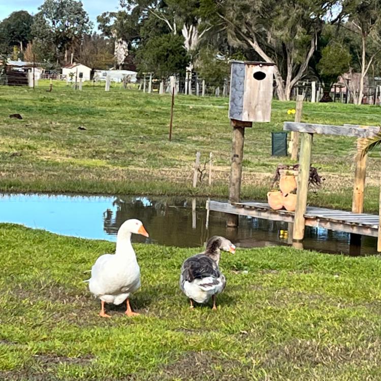 The House Sitters Assignment SALE Victoria