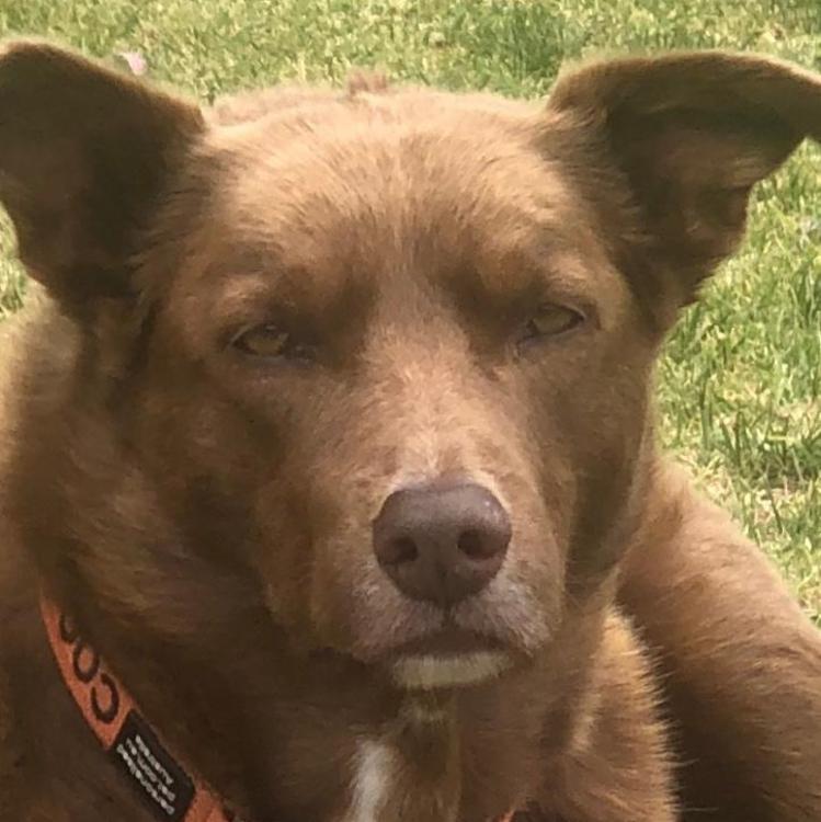 sister sitters pet care