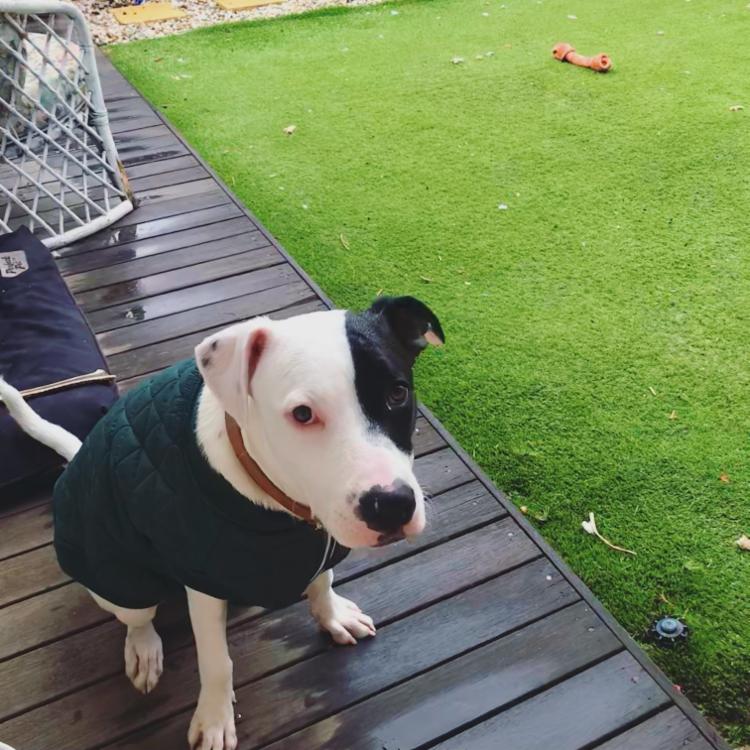 The House Sitters Assignment NORTH PERTH Western Australia
